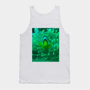 Anemone fish Tank Top